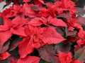 Red poinsettia